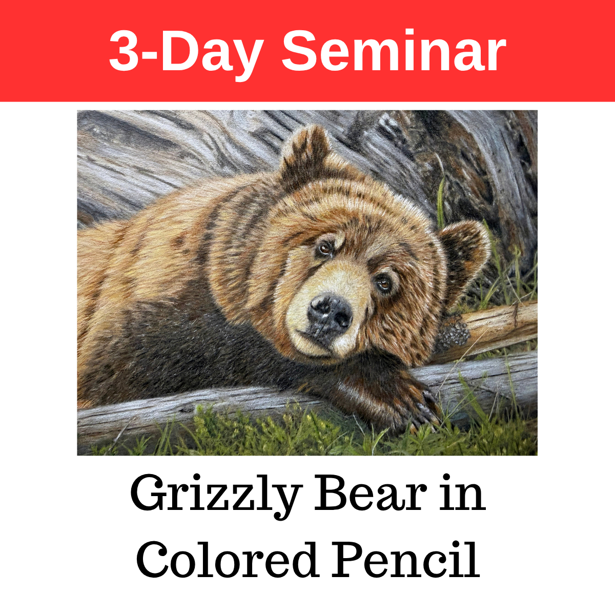 Grizzly Bear in Colored Pencil