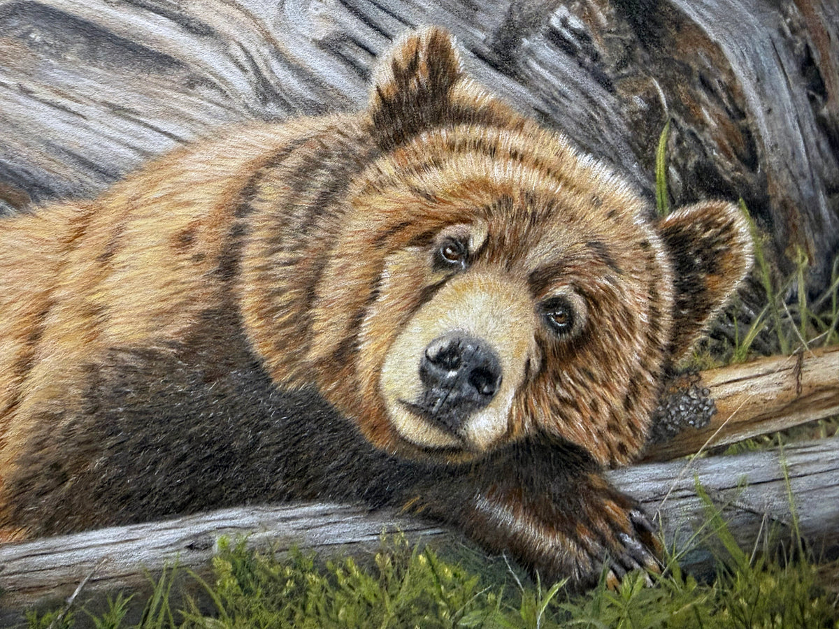 Grizzly Bear in Colored Pencil