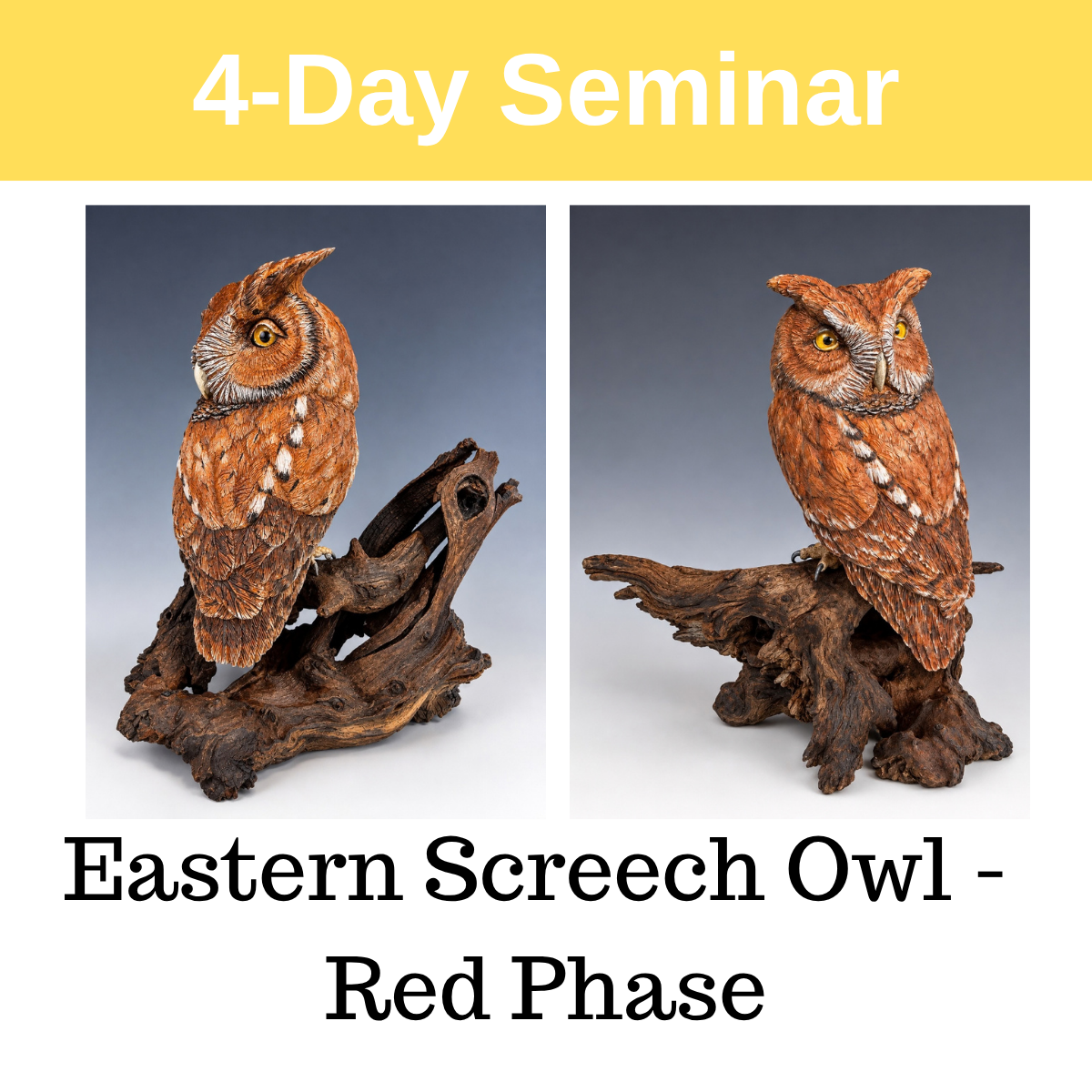 Eastern Screech Owl - Red Phase