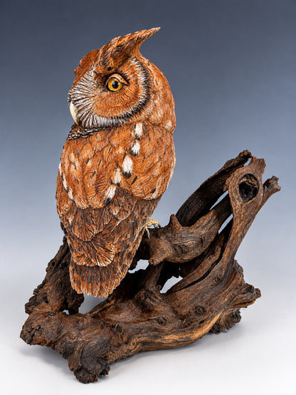 Eastern Screech Owl - Red Phase